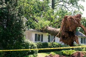 Picture of tree that is falling on a home, which is something that we are able to fix as an emergency tree service or, better yet, prevent it. 