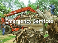 Picture of emergency tree services requiring the use of crane.
