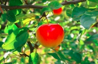 Picture of a couple fruits in a fruit tree