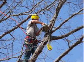 Picture of a tree crew member cutting down a tree branch while high up in a tree