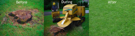 Picture of a stump removal removal process: before, during, and after